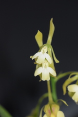 Epidendrum haenkeanum
