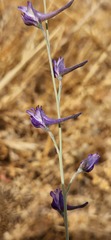 Delphinium peregrinum