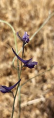 Delphinium peregrinum