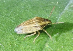 Aelia acuminata