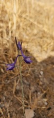 Delphinium peregrinum