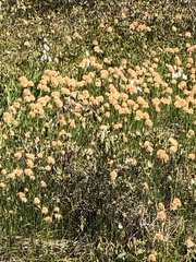 Eriophorum chamissonis