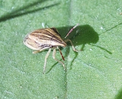 Aelia acuminata