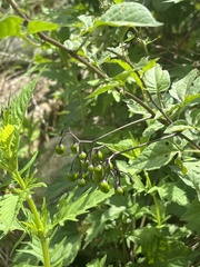 Solanum dulcamara