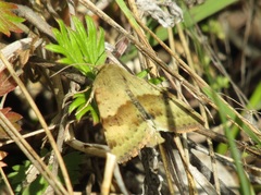 Heliothis viriplaca