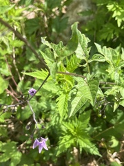 Solanum dulcamara