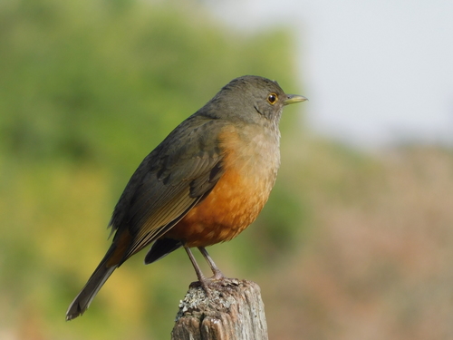 Rufous-bellied Thrush, photo 6 of 9