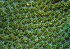 Orbicella faveolata