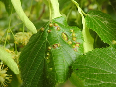 Didymomyia tiliacea