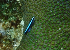 Elacatinus oceanops