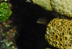 Gymnothorax miliaris