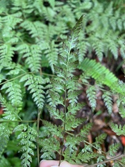 Davallia formosana
