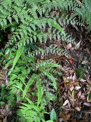 Davallia formosana