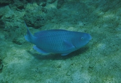 Scarus coeruleus