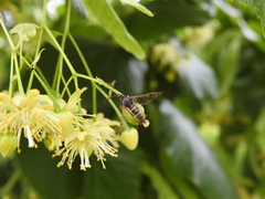 Synanthedon loranthi
