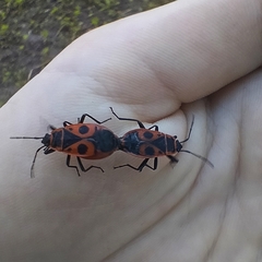 Pyrrhocoris apterus
