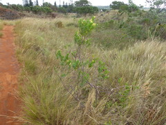 Lasiosiphon triplinervis