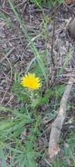Taraxacum officinale