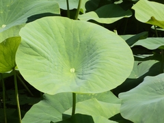 Nelumbo nucifera