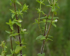 Gratiola pilosa