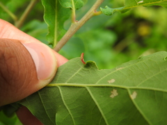 Andricus seminationis