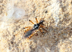 Sphedanolestes pulchellus