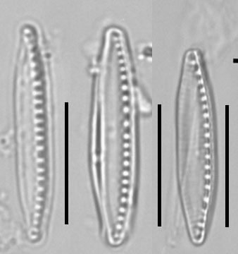 Nitzschia paleacea