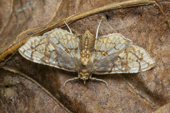 Omphisa anastomosalis
