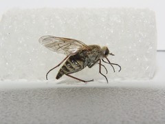 Thereva unica