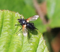 Zophomyia temula