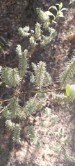 Salix caprea