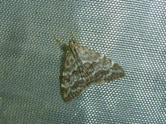 Evergestis sophialis