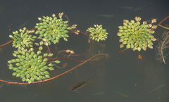 Ludwigia sedoides
