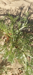 Artemisia campestris