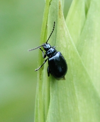 Altica carinthiaca