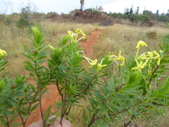 Lasiosiphon triplinervis