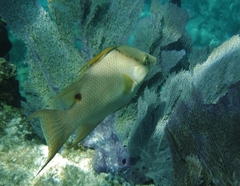 Lachnolaimus maximus