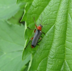 Cantharis pellucida