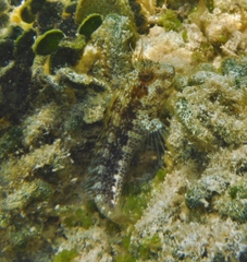 Parablennius marmoreus