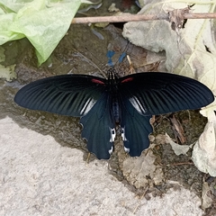 Papilio alcmenor