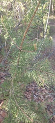 Pinus sylvestris
