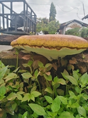 Fomitopsis