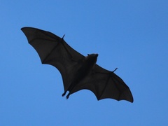 Pteropus ualanus