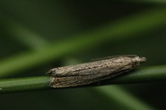 Bactra lancealana