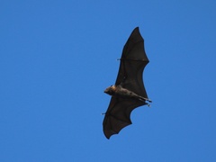 Pteropus ualanus