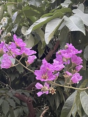 Lagerstroemia