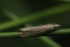 Bactra lancealana