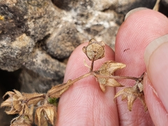 Campanula erinus