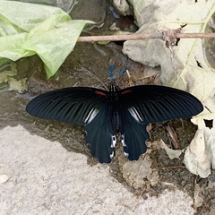 Papilio alcmenor