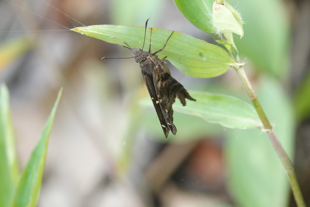 St. Vincent Longtail